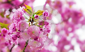 Blooming Japanese cherry tree or sakura in the spring.