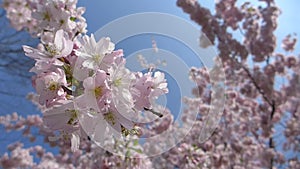 Blooming japanese cherry tree, sakura in the spring sunny day, branches slightly moving in the breeze, closeup HD footage