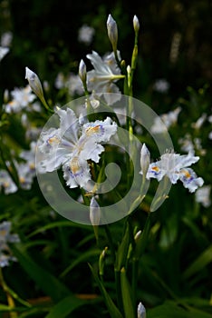 The blooming Japanese irises in spring