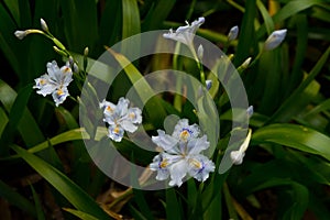 The blooming Japanese irises in spring