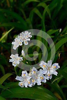 The blooming Japanese irises in spring