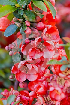 Blooming Japanese quince branch swaying. Selective focus