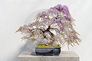 Blooming Japanese Wisteria Bonsai