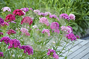 Flowerbed dianthus barbatus.