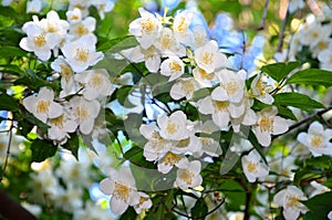 Blooming jasmine bush.
