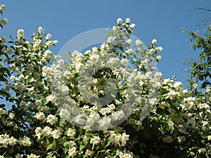Blooming jasmine bush on a background of summer blue sky