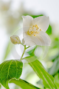 Blooming jasmine bush, close-up
