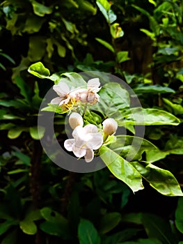 Blooming of Jasmine flower around leaves