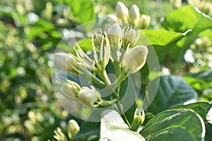 Blooming jasmine flower img