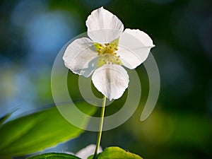 Blooming jasmine flower with leaves