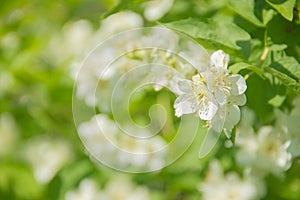 Blooming jasmine flowers on a background of green leaves