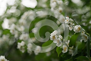 blooming jasmine flowers closeup on a summer day after the rain