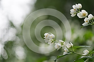 blooming jasmine flowers closeup on a summer day after the rain