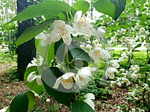 Blooming jasmine flowers in the summer park