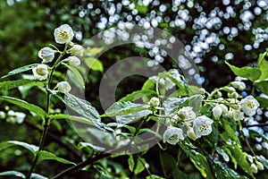 Blooming jasmine garden lat.Philadelphus chubushnik after a summer rain in June.