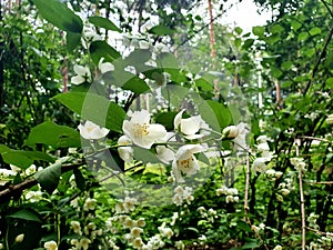 Blooming jasmine with an incredible aroma