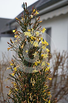 Blooming Jasminum nudiflorum bush in January in the garden. Berlin, Germany 