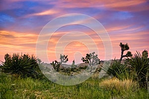 Blooming Joshua Trees Yucca Brevifolia on a colorful sunset background, Joshua Tree National Park, California