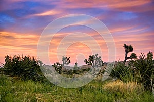 Blooming Joshua Trees Yucca Brevifolia on a colorful sunset background, Joshua Tree National Park, California photo