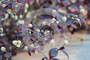 Blooming joyweed (Genus Alternanthera).