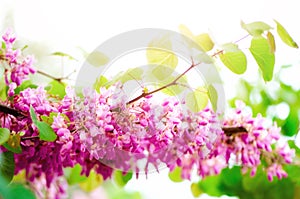 Blooming Judas tree. Cercis siliquastrum, canadensis, Eastern redbud. Blossom pink flowers branch in sunlights. Spring