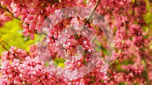 Blooming judas tree closeup video