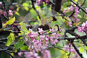 Blooming Judas tree (lat.- Cercis siliquastrum photo