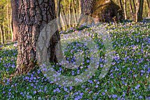 Blooming and juicy Vinca minor under the trees