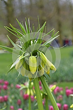 Blooming kaisers crown, closeup