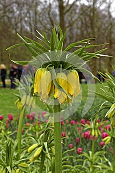 Blooming kaisers crown, closeup