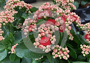 Blooming Kalanchoe Blossfeld lat.Kalanchoe blossfeldiana