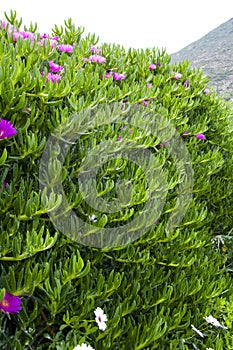 Blooming Karkalla or pigface flower bush with succulent leaves natural background