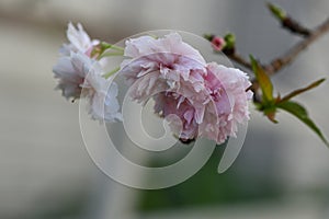 Blooming Kawazu cherry blossoms.