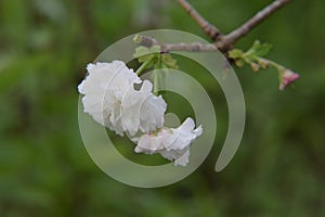 Blooming Kawazu cherry blossoms.