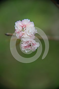 Blooming Kawazu cherry blossoms