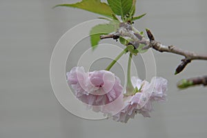 Blooming Kawazu cherry blossoms