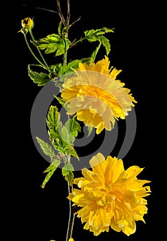 Blooming kerria japonica flowers on a black background