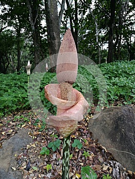 Blooming Kojac also known as konjaku, konnyaku potato, devil's tongue, voodoo lily, snake palm. photo