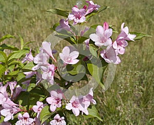 Blooming Kolkwitzia amabilis shrub