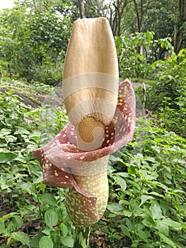 Blooming Kojac also known as konjaku, konnyaku potato, devils tongue, voodoo lily, snake palm. photo