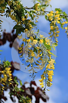 Blooming Laburnum Anagyroides in the garden in spring.