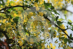 Blooming Laburnum Anagyroides in the garden in spring.