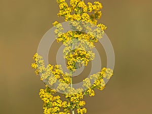 Blooming lady`s bedstraw or yellow bedstraw, Galium verum