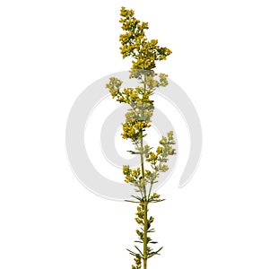 Blooming lady`s bedstraw or yellow bedstraw isolated on white, Galium verum