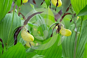 Lady`s-slipper orchids, Cypripedium calceolus