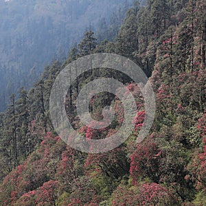 Blooming Laligurans forest in Nepal.