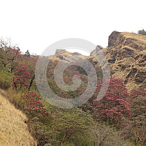 Blooming Laligurans, spring scene near Ghorepani