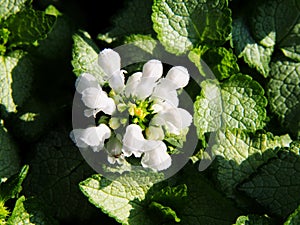 Blooming Lamium 'White Nancy'