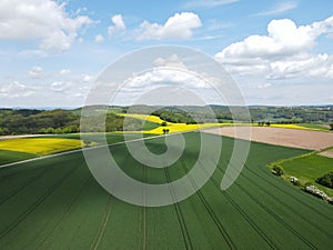 Blooming landscape with growing wheat fields, canola fields, plowed arable land with soil, trees, a road and a blue sky in spring