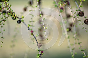 Blooming Larch Tree Branches, Abstract Blurry Background